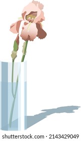 Vector illustration of pink iris in a glass vase, isolated on white background