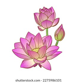 Vector illustration pink lotus flower water lily hand  drawn in graphic style
