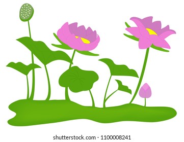 Vector illustration of Pink lotus flowers and leaves isolated on white background. 