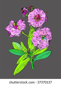 vector illustration of pink magnolia