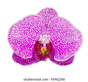 Vector illustration with pink orchid.