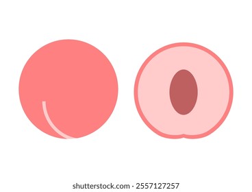 Vector illustration of Pink peach. Front view and cross section. Fruits cute icons. White background.