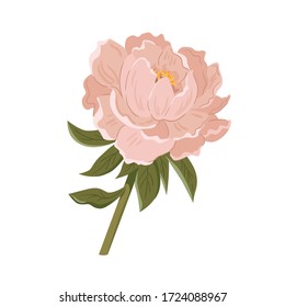 Vector illustration of pink peony. Flat design. Great for postcards, prints, posters, stickers, etc.