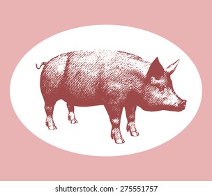 Vector illustration pink pig engraving style isolated on white background