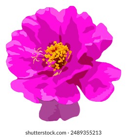 Vector illustration of pink, purple Delicate Moss-rose purslane flower in bloom captures the beauty and fragility of nature.