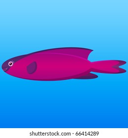 A vector illustration of a pink and purple hooded wrasse fish on blue background.