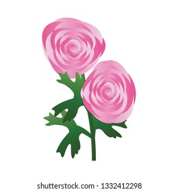 Ilustración vectorial de flores rosadas de ranunculus con hojas verdes sobre fondo blanco.