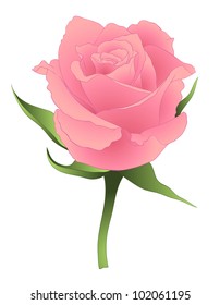Vector illustration with pink rose.