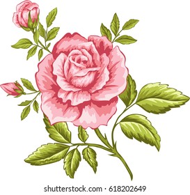 Vector illustration of pink rose for design