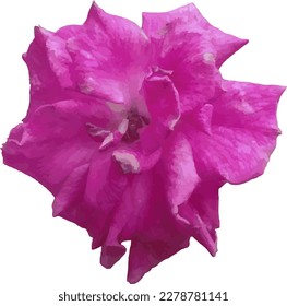 ilustración vectorial de una flor rosa rosa rosa rosa en un fondo blanco