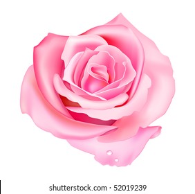 Vector illustration of pink rose isolated on white background