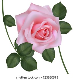 Vector illustration of pink rose isolated on white background.
