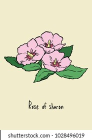  Ilustración vectorial. Rosa rosa de la ilustración de línea sharon con color. Hibiscus syriacus.