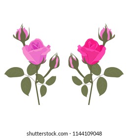 Vector illustration of pink roses on white isolated background. Template for postcard, poster, logo, web design.