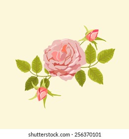 Vector illustration of pink tea-rose with buds and green foliage on beige background