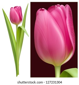 Ilustración vectorial del tulipán rosa.