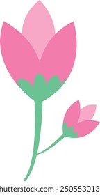 Vector illustration of a pink tulip with a bud on a stem. Spring flowers.