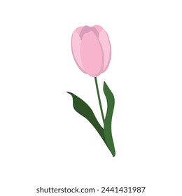 Vector illustration of a pink tulip on a white background.