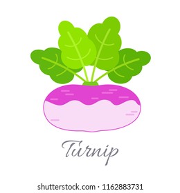 Vector illustration of pink turnip icon in flat style with title, isolated on white background