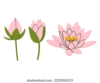 Ilustración vectorial de lirio de agua rosa. Brote de lirio cerrado, brote medio abierto y flor completamente florecida. Para estampados de verano, invitaciones de boda, fondos para Sitios web y App móviles.