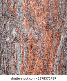 Vector illustration of Pinus bark close-up. The texture of the trunk of Pinus sylvestris L. Background from living wood. Forest nature skin.
