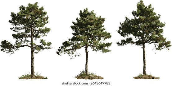 Ilustração vetorial de Pinus radiata tree, recorte de pinheiro de Monterey, conífera perene, paisagem florestal, desenho botânico, vegetação florestal, ambiente natural, madeira de pinheiro.