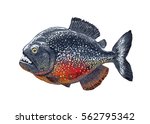 vector illustration piranha