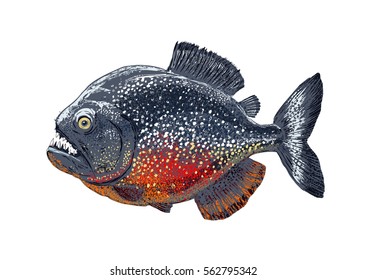 ilustración vectorial piranha