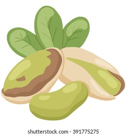 vector illustration of pistachio nut on isolated background