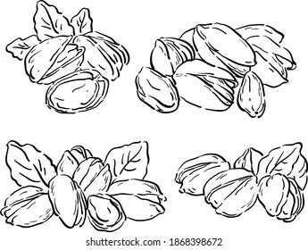 Vector illustration with pistachios and leaves, nuts