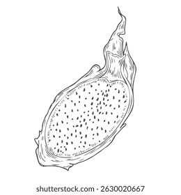 Vektorgrafik der Pitahaya-Frucht. Drachenfrucht, exotische Früchte, tropische Früchte. Handgezeichnete Vektorgrafiken, lineare Schwarz-Weiß-Zeichnung, einzelne Elemente.