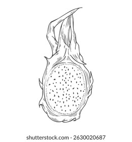 Vector illustration of pitahaya fruit. Dragon fruit, exotic fruit, tropical fruit. Hand drawn vector graphics, linear black and white drawing, isolated element.