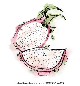 Vector illustration of pitahaya, painted in watercolor style, green and pink.