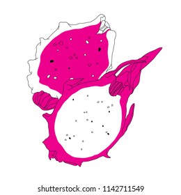 Vector illustration of pitaya fruit or dragon fruit