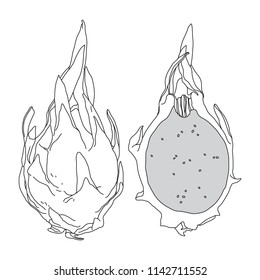 Vector illustration of pitaya fruit or dragon fruit