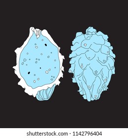 Vector illustration of pitaya fruit or dragon fruit