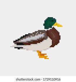 Vector Illustration, Pixel Art Drake isoliert auf weißem Hintergrund. Wassergeflügel männliche Ente, die auf dem Boden steht.
