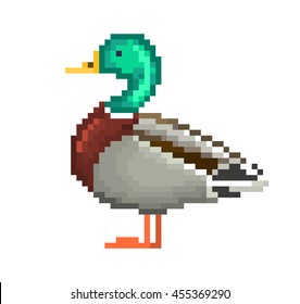 Vector illustration, pixel art drake isolated on white background. Waterfowl male duck standing on the ground.