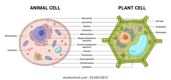 Vector illustration of the Plant and Animal cell anatomy structure. Educational infographic 