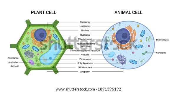 Vector illustration of the Plant\
and Animal cell anatomy structure. Educational infographic\
