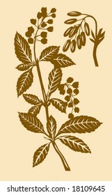 vector illustration of the plant of the barberry