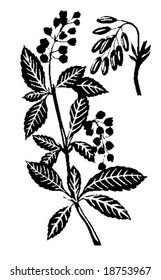 vector illustration of the plant of the barberry
