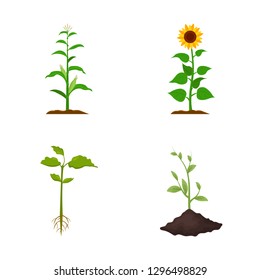 Vector illustration of plant and bean icon. Collection of plant and process stock symbol for web.