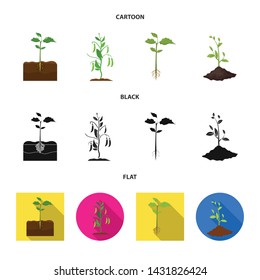 Vector illustration of plant and bean icon. Collection of plant and process stock vector illustration.