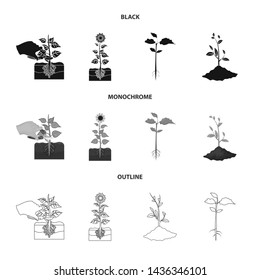 Vector illustration of plant and bean icon. Collection of plant and process stock vector illustration.