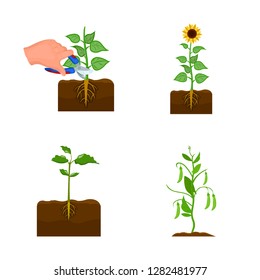 Vector illustration of plant and bean logo. Collection of plant and process stock vector illustration.