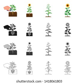 Vector illustration of plant and bean logo. Set of plant and process vector icon for stock.