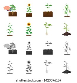 Vector illustration of plant and bean logo. Set of plant and process stock symbol for web.