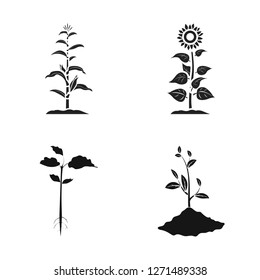 Vector illustration of plant and bean symbol. Collection of plant and process stock vector illustration.
