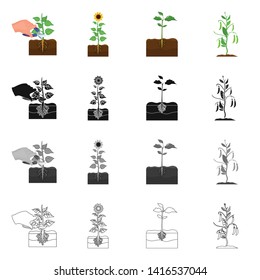 Vector illustration of plant and bean symbol. Collection of plant and process stock symbol for web.